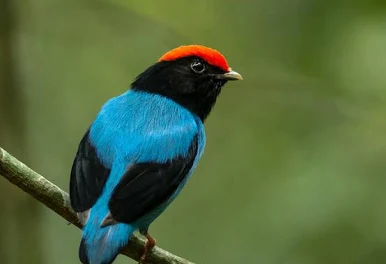 Ave de plumagem azul e cabeça preta com faixa alaranjada, pousada em um galho